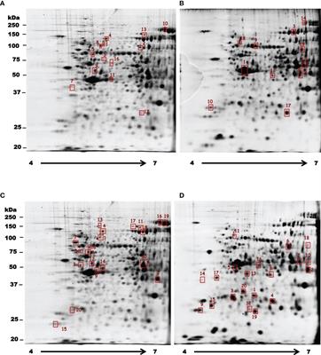 Proteomic and Functional Analysis of the Effects of Quinoxaline Derivatives on Entamoeba histolytica